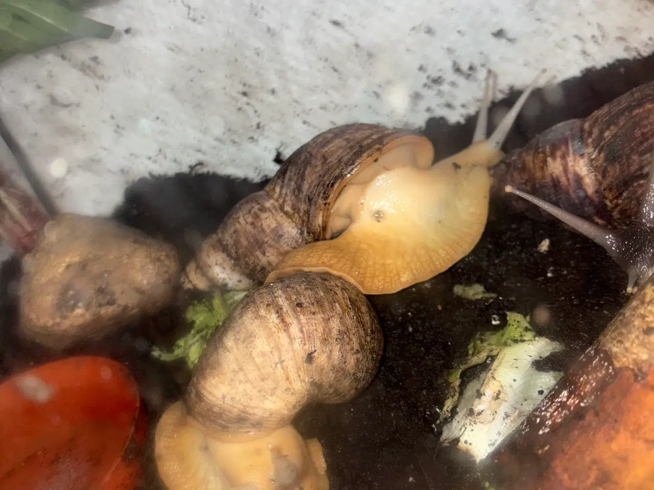 Billede 2 - Congo snegle