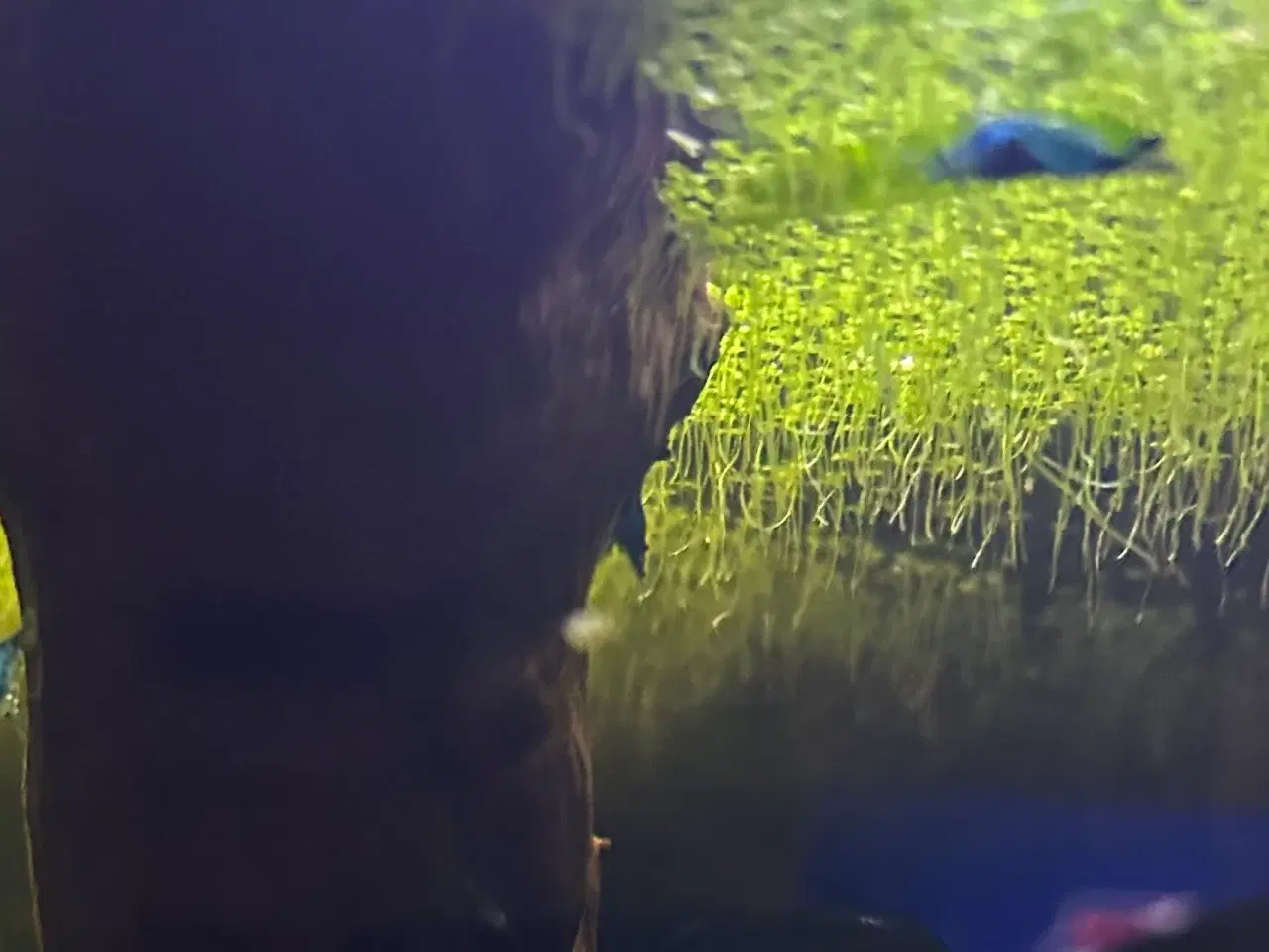 Billede 1 - 🦐💎 Blue Diamond reje– kraftig blå farve | GLS