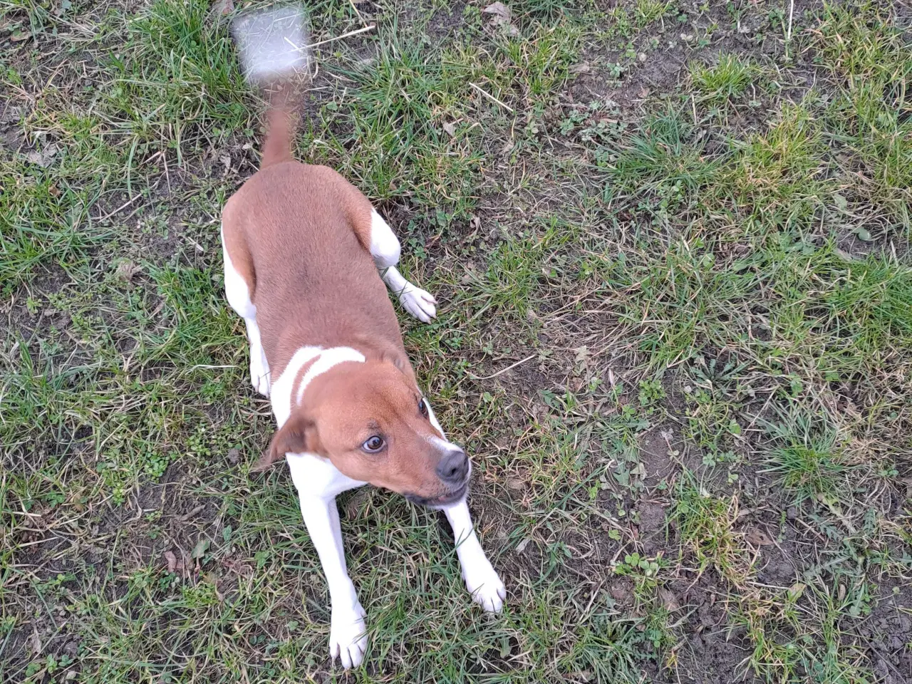 Billede 4 - Dansk svensk gårdhund til avl