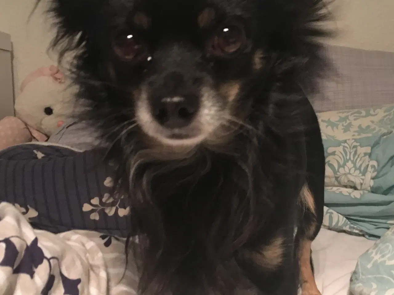 Billede 4 - Hund søger nyt hjem