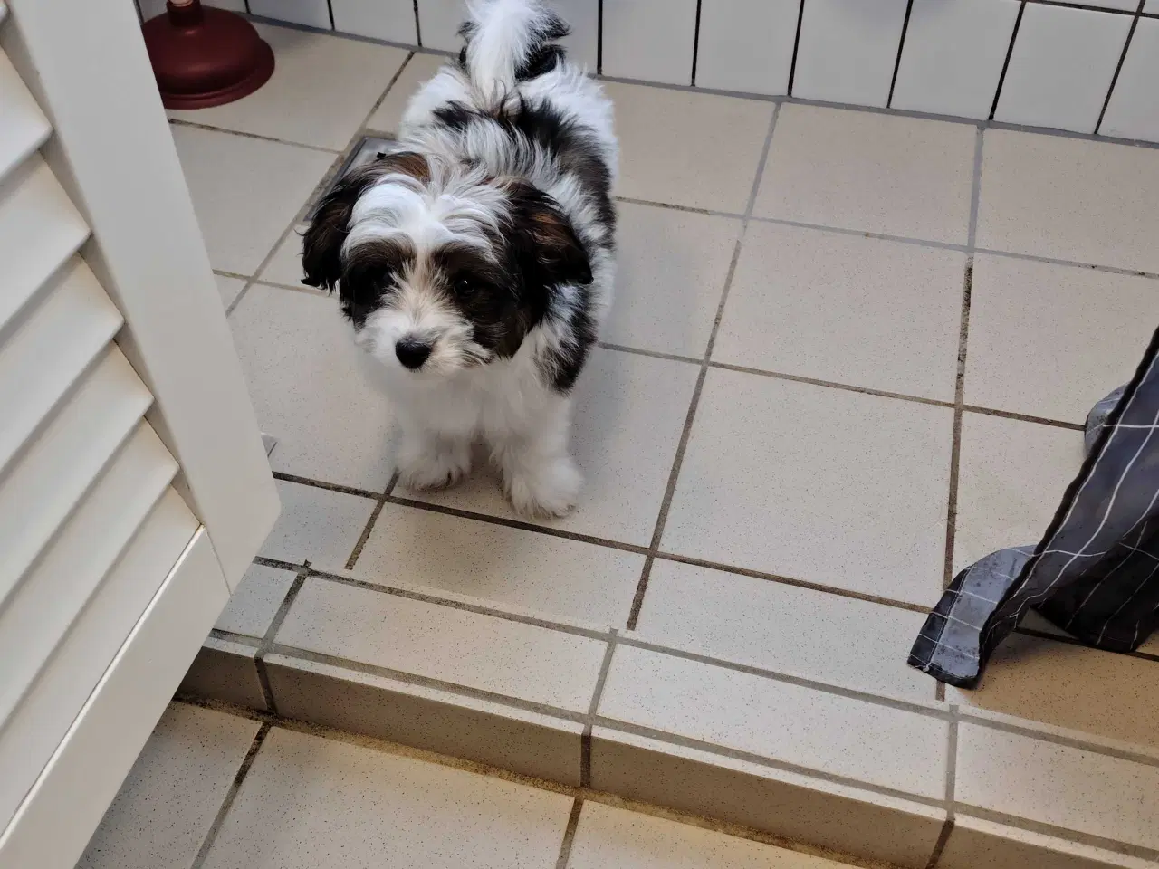 Billede 2 - Bishon frise