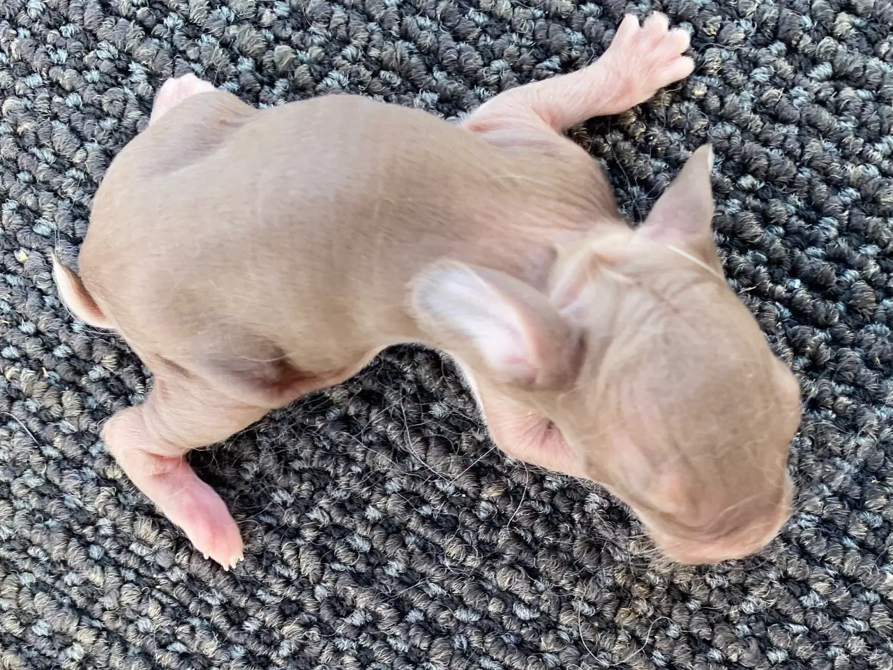 Billede 3 - FRANSK VÆDDER HAN HAVANA OTTER