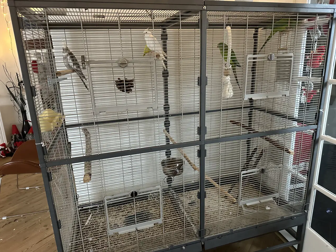 Billede 5 - Sælger mine fugle