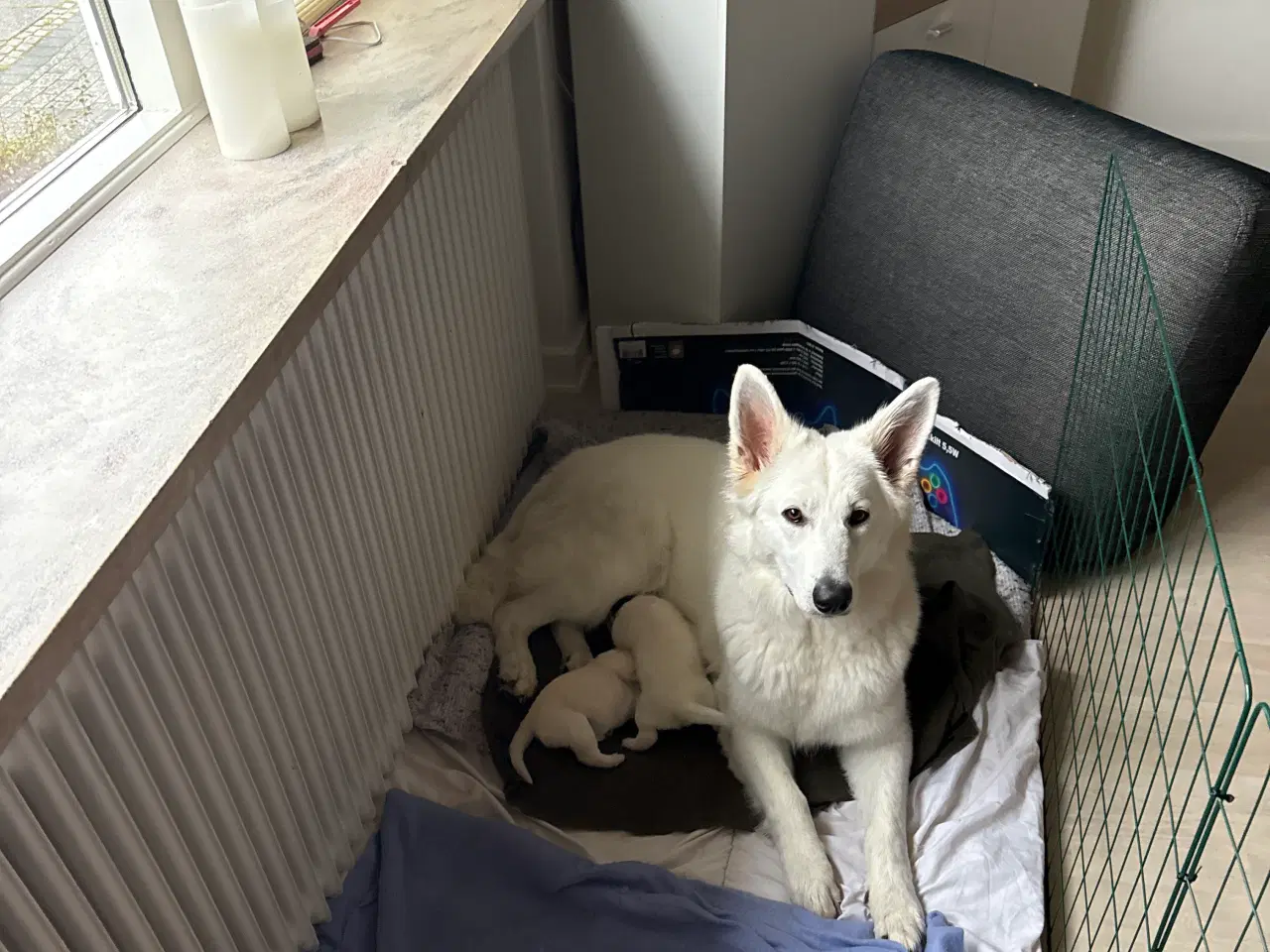 Billede 23 - Ønsker du en hund i julegave