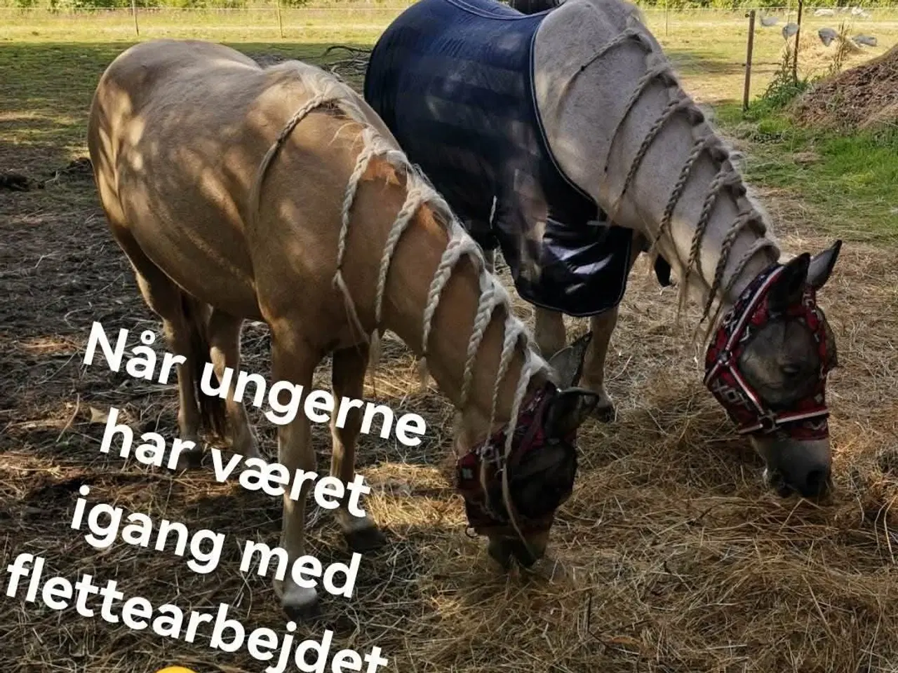 Billede 3 - Smuk palomino hoppe bytte med anden