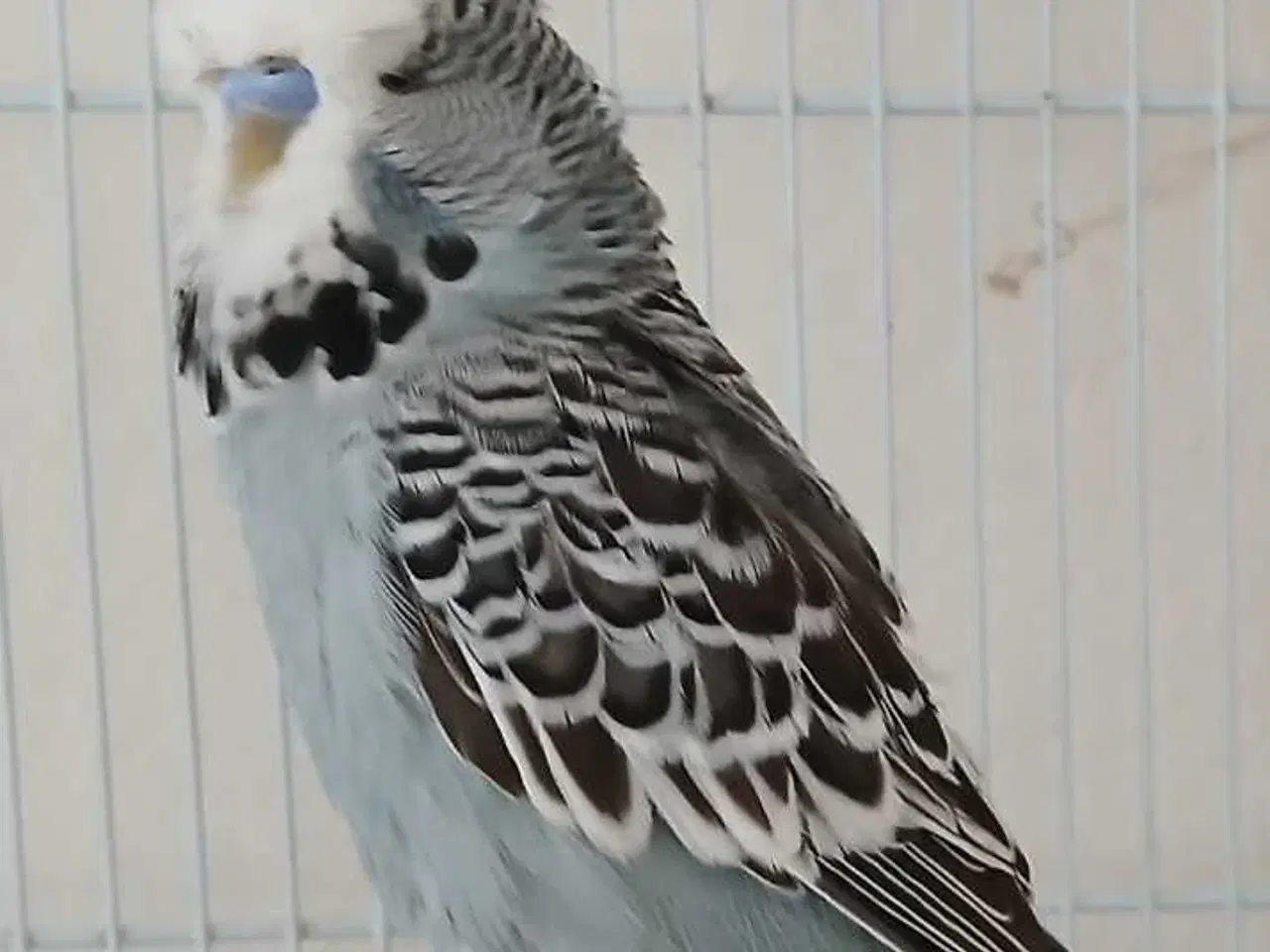 Billede 2 - Engelsk undulat han 