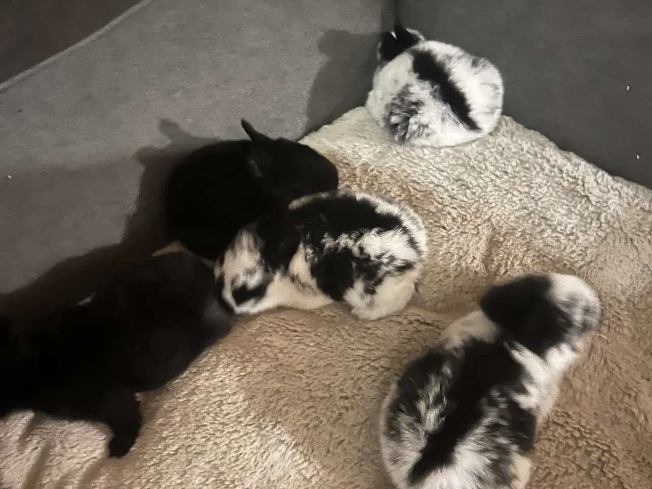 Billede 4 - Flotte Kaninunger 