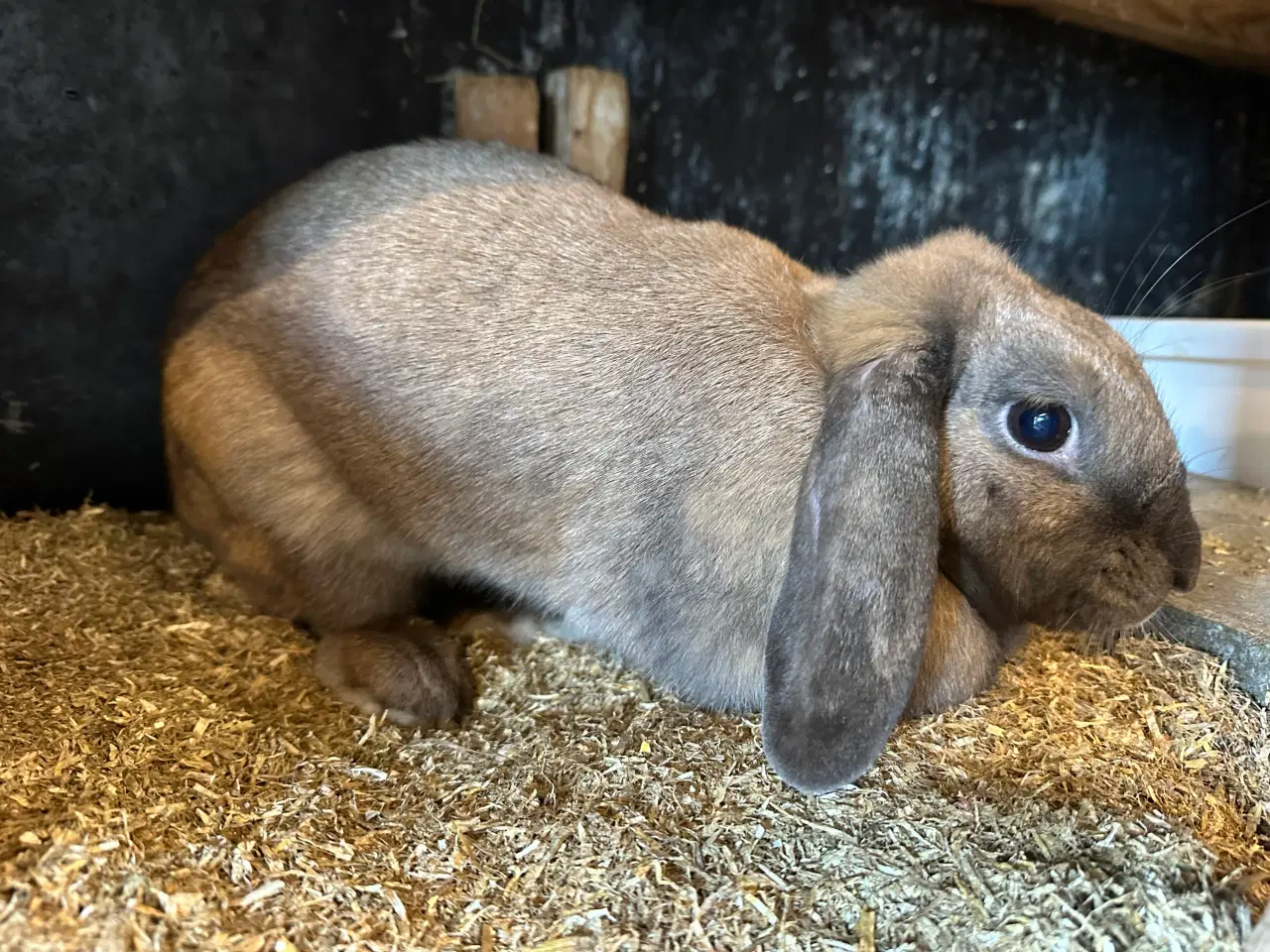 Billede 2 - Kælen og tam hun kanin