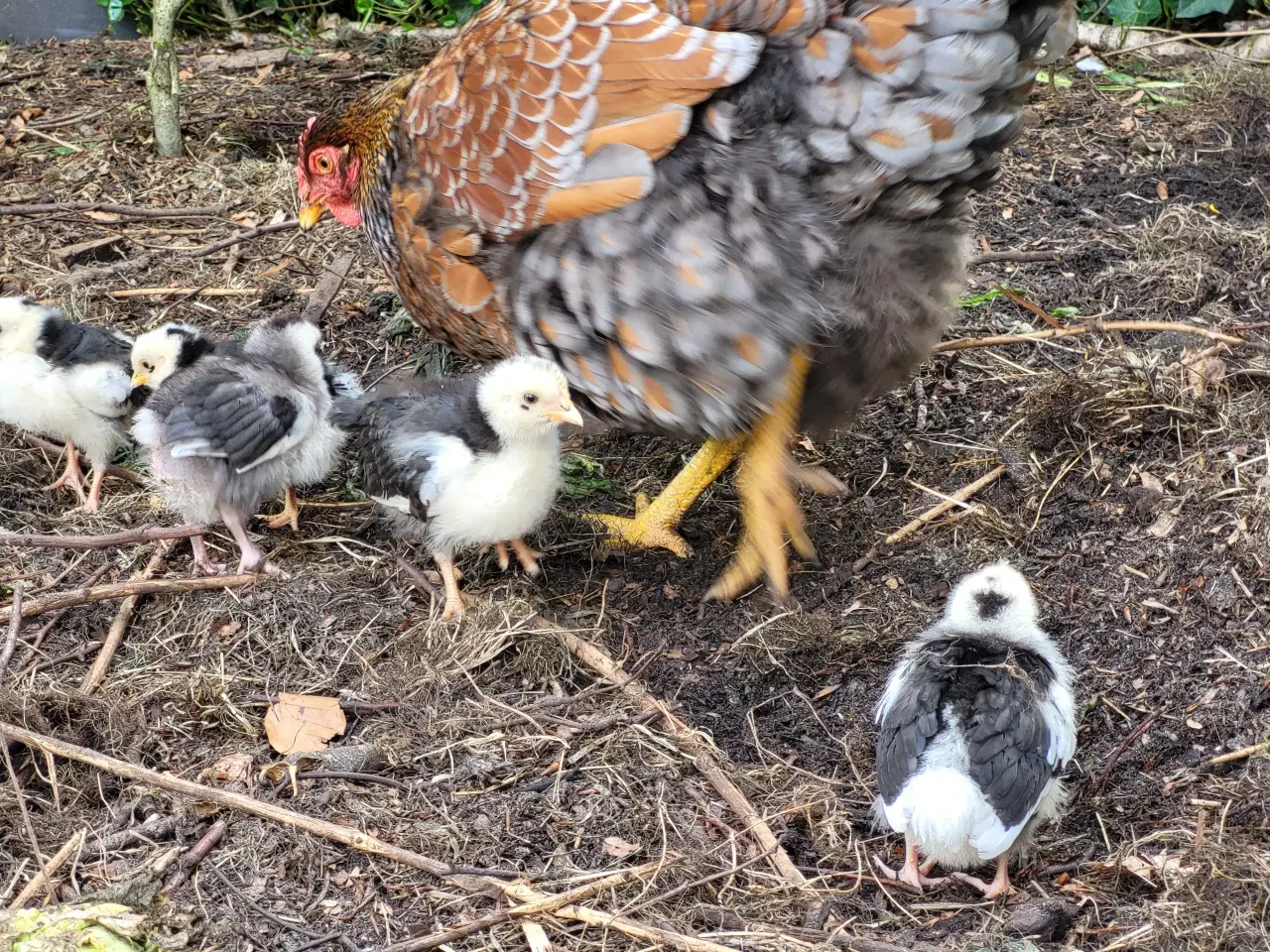Billede 5 - Høne kyllinger 7 uger gamle