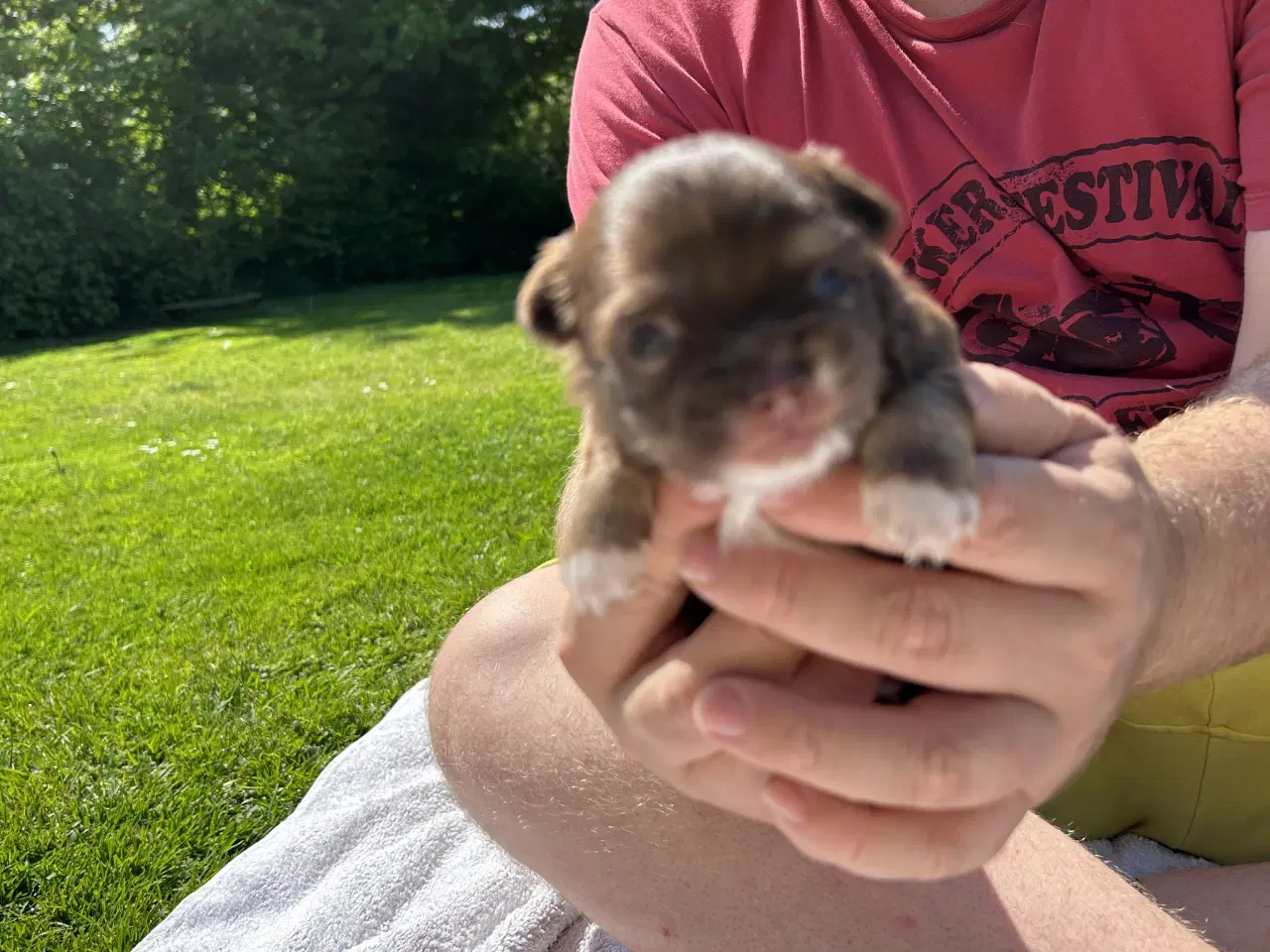 Billede 3 - Chihuahua hvalpe sælges