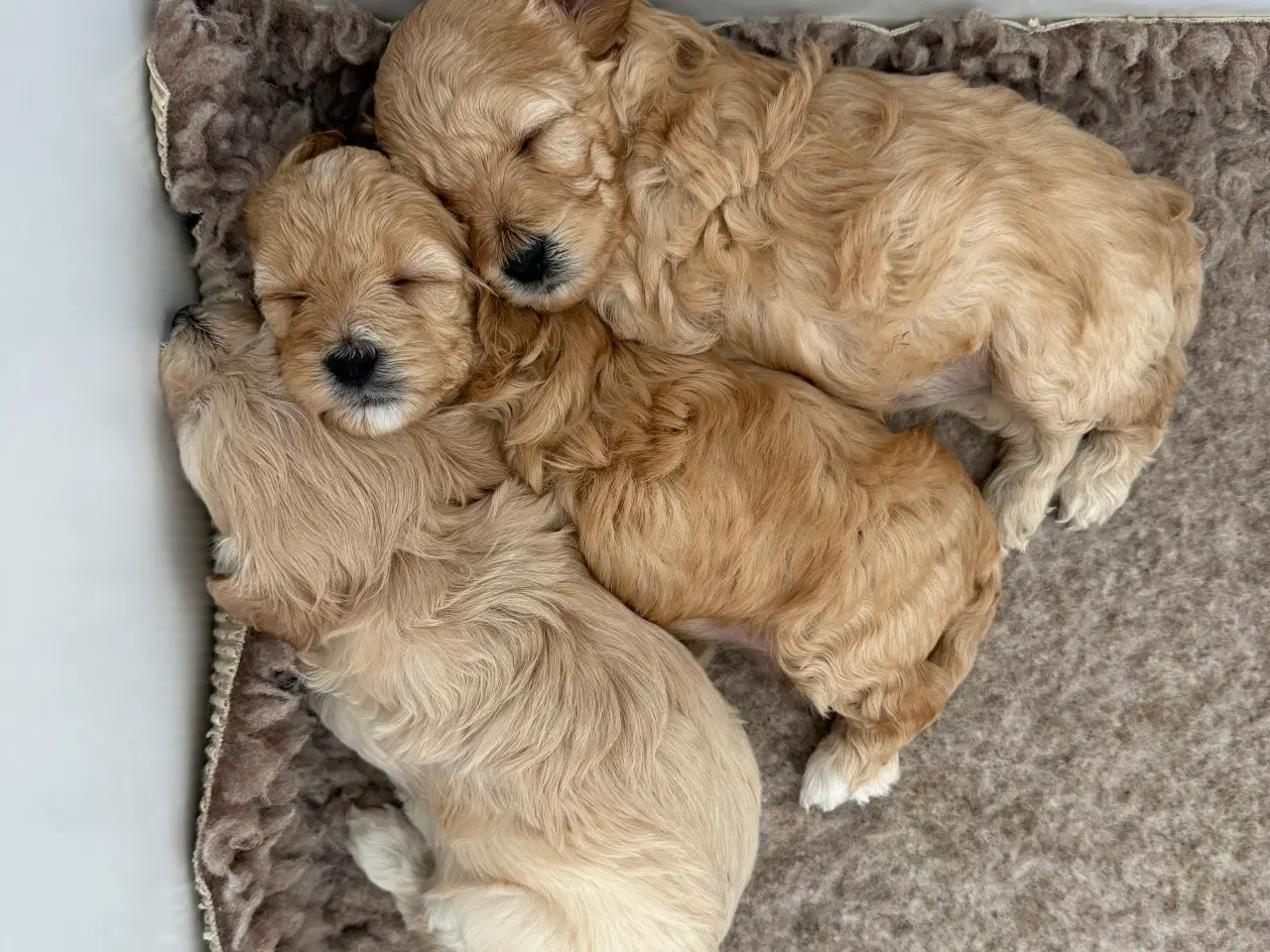 Billede 1 - 🤎 Skønneste Havapoo F1b hvalpe søger nye kærlige 