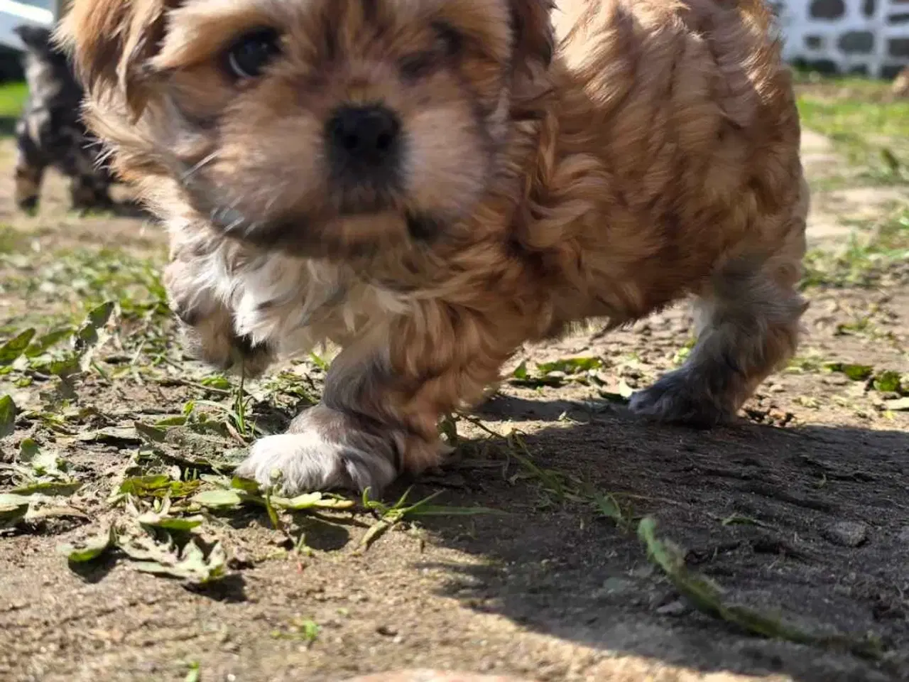 Billede 4 - Super dejlig tæve