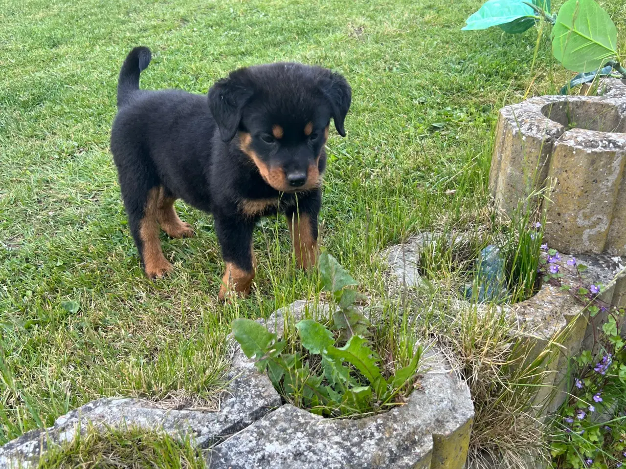 Billede 8 - Rottweiler hvalpe 