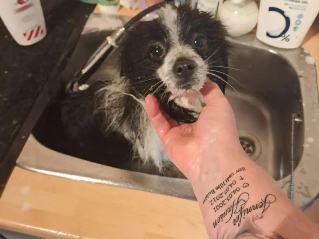 Billede 8 - Kærlig pommeranian dreng 