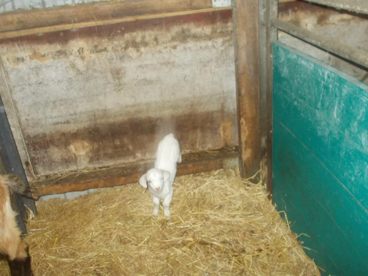 Billede 3 - afrikansk dværgged