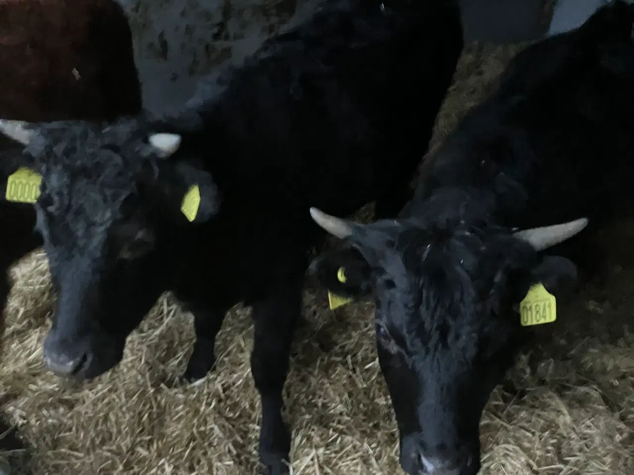 Billede 1 - 2 Dexter kvier