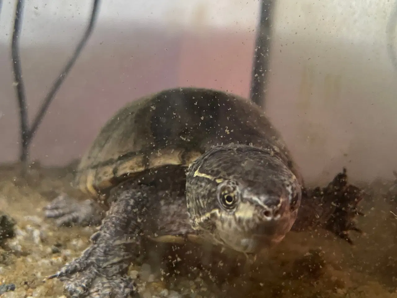 Billede 6 - Sumpskildpadde med akvarie, pumpe, lys indhold 