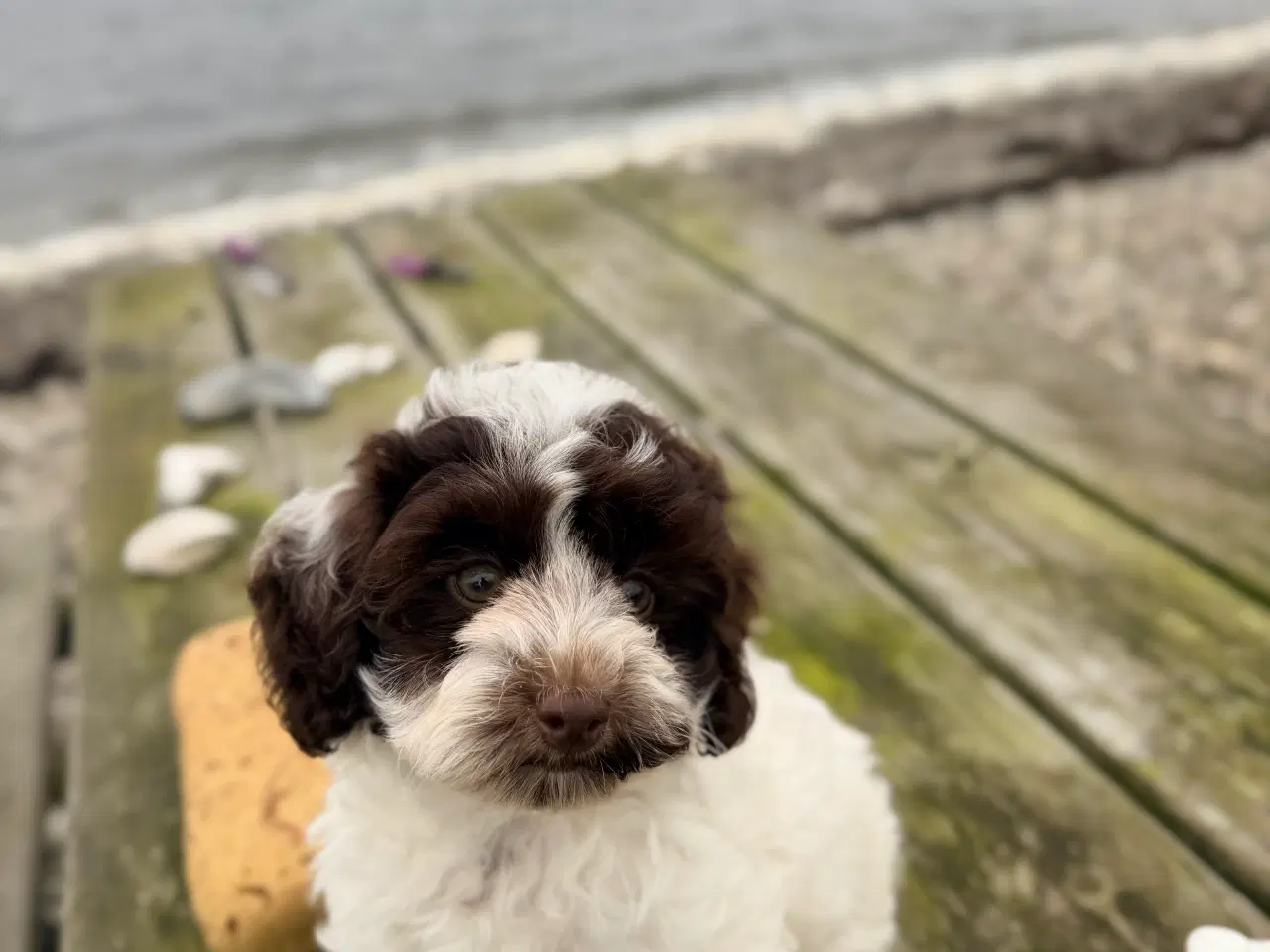 Billede 5 - Havapoo
