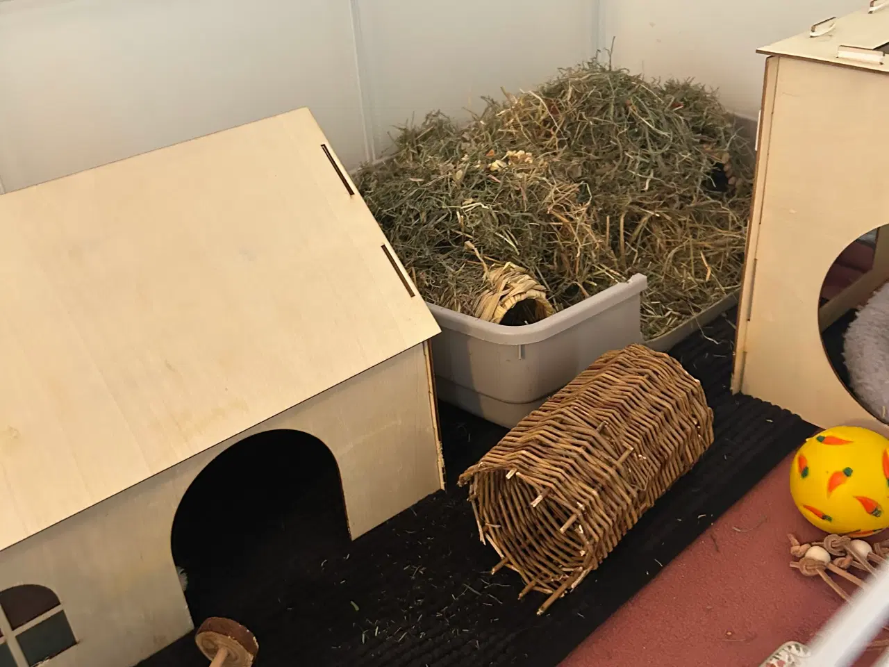 Billede 5 - Sælger to søde marsvin inklusivt buret 