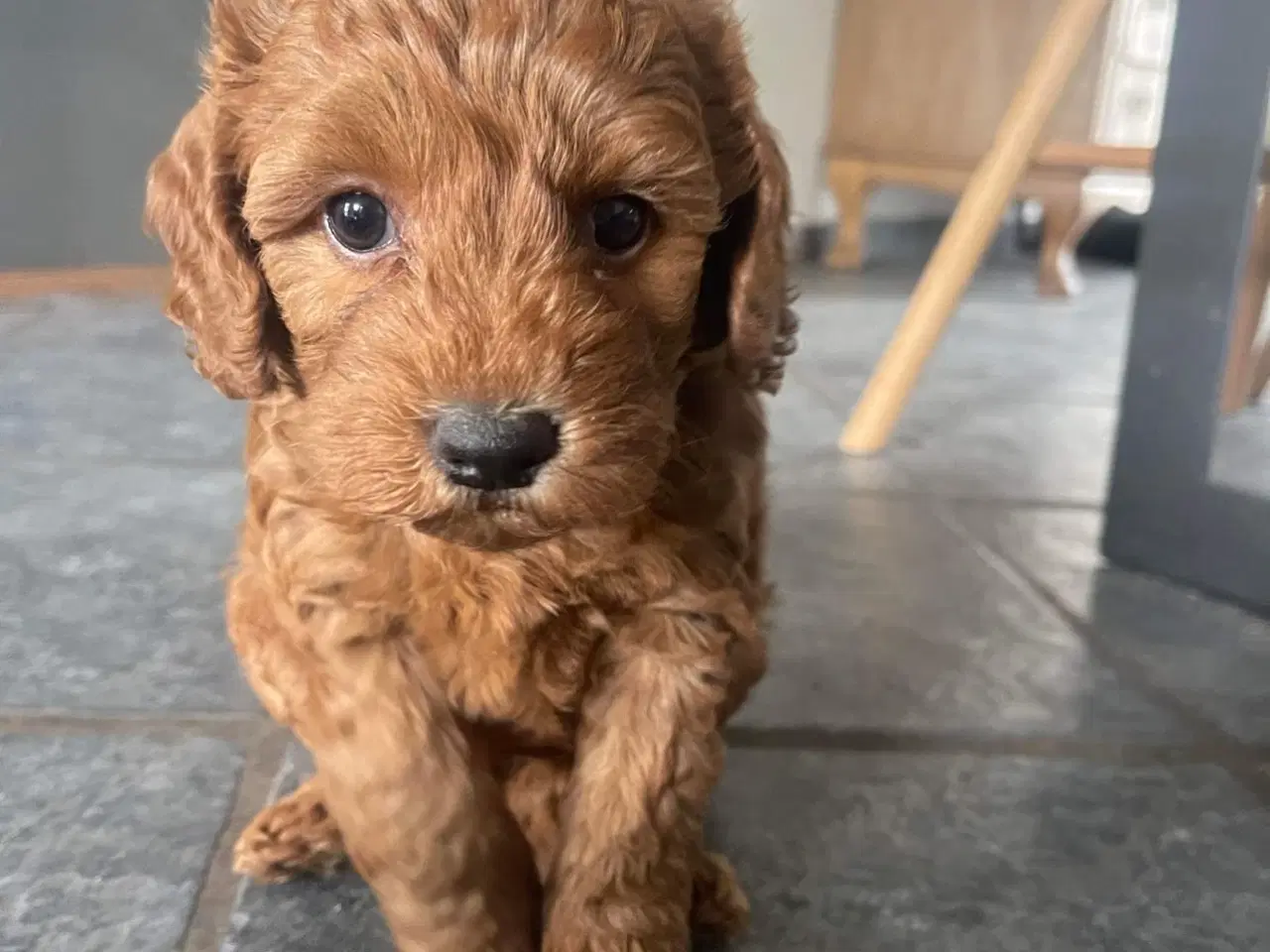 Billede 10 - Doodledoodle hvalpe klar til sommerferie 🥰