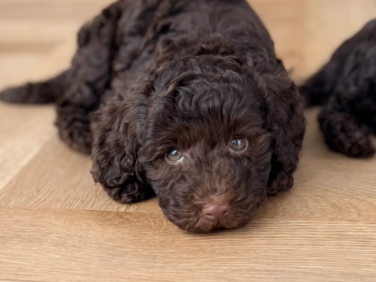 Billede 5 - Chokolade brune Havapoo drenge