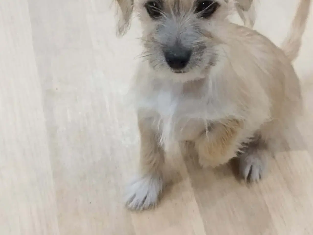 Billede 3 - hvalp til salg