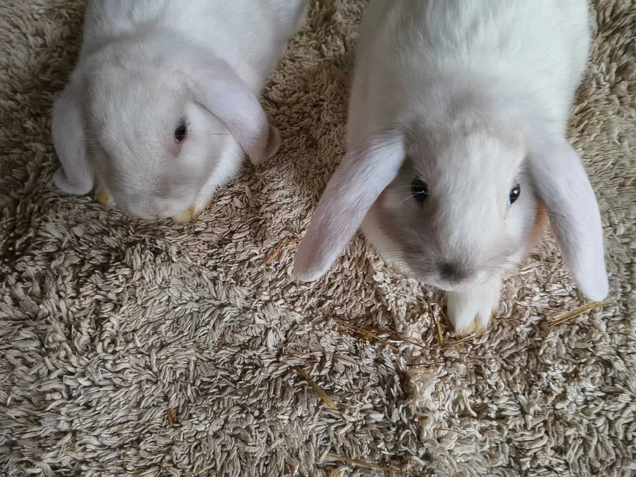 Billede 2 - Mini lop på 8 uger 