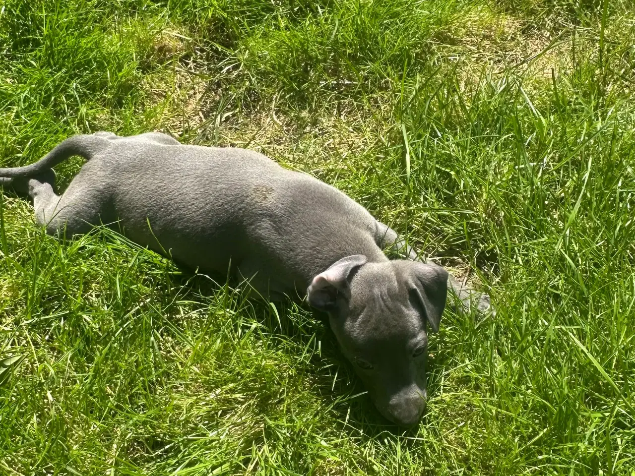 Billede 4 - Italiensk mynde / whippet 