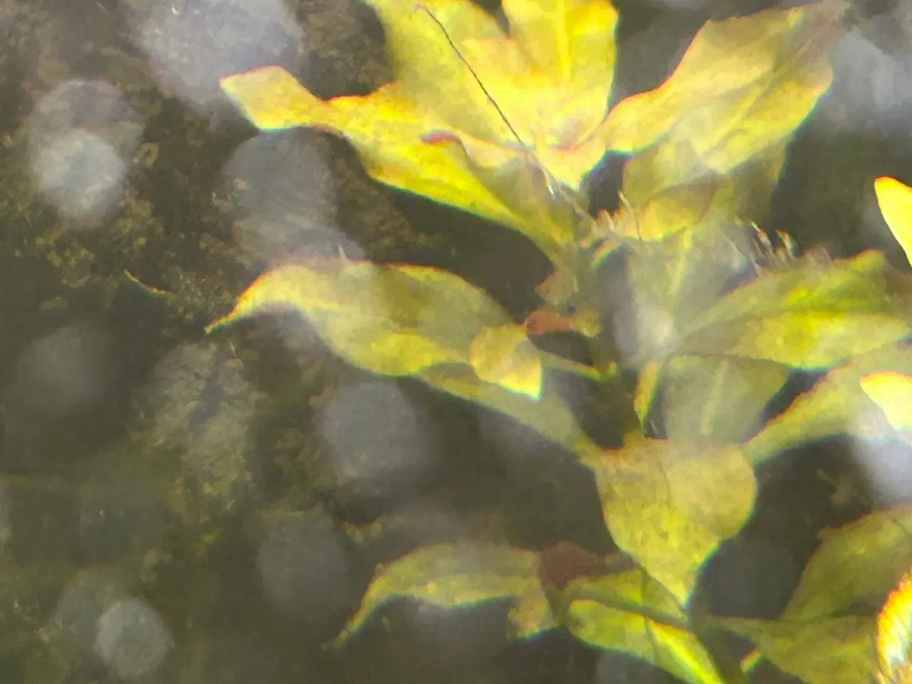 Billede 7 - 🌿 Levende akvarieplanter – 2 stk. GLS