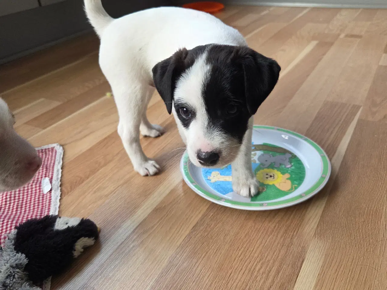 Billede 1 - Jack russell terrier hvalpe