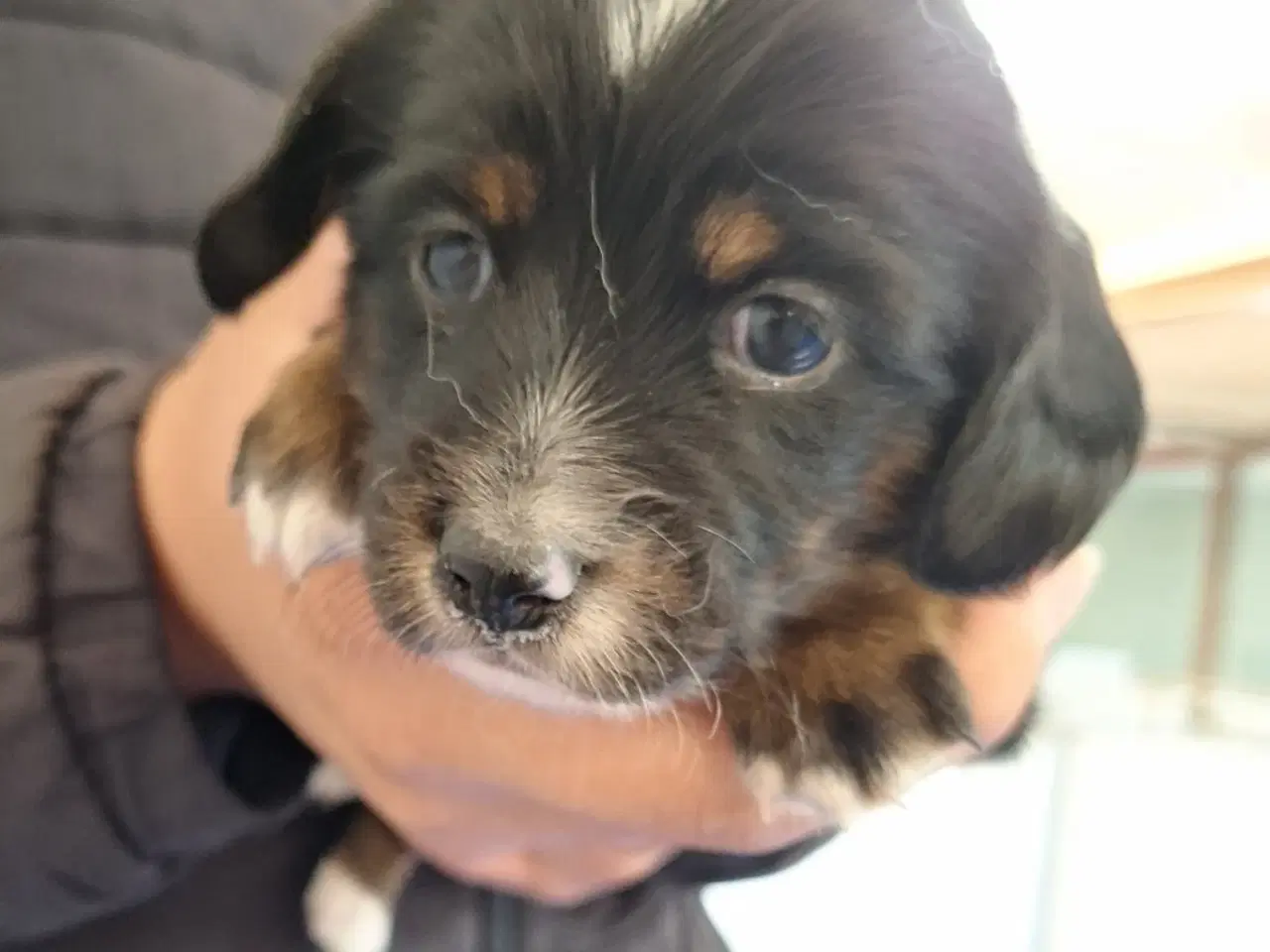 Billede 2 - Gravhundeblandinger
