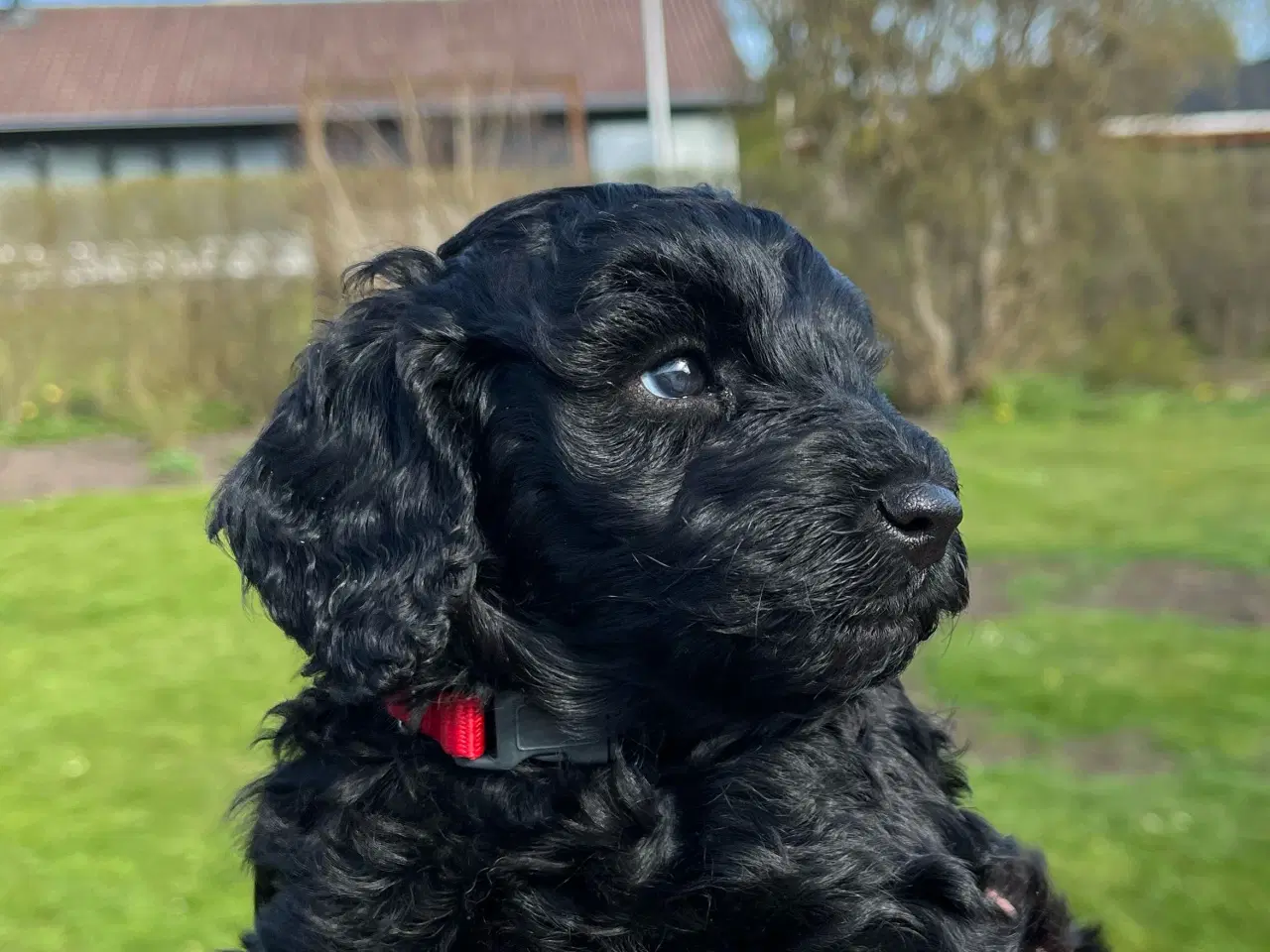 Billede 2 - Cockerpoo / cockapoo f1b