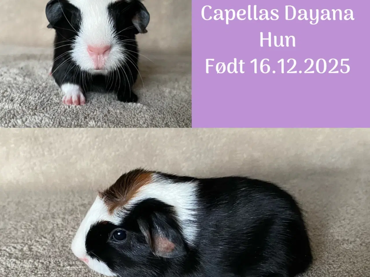 Billede 1 - 2 marsvineunger, hunner