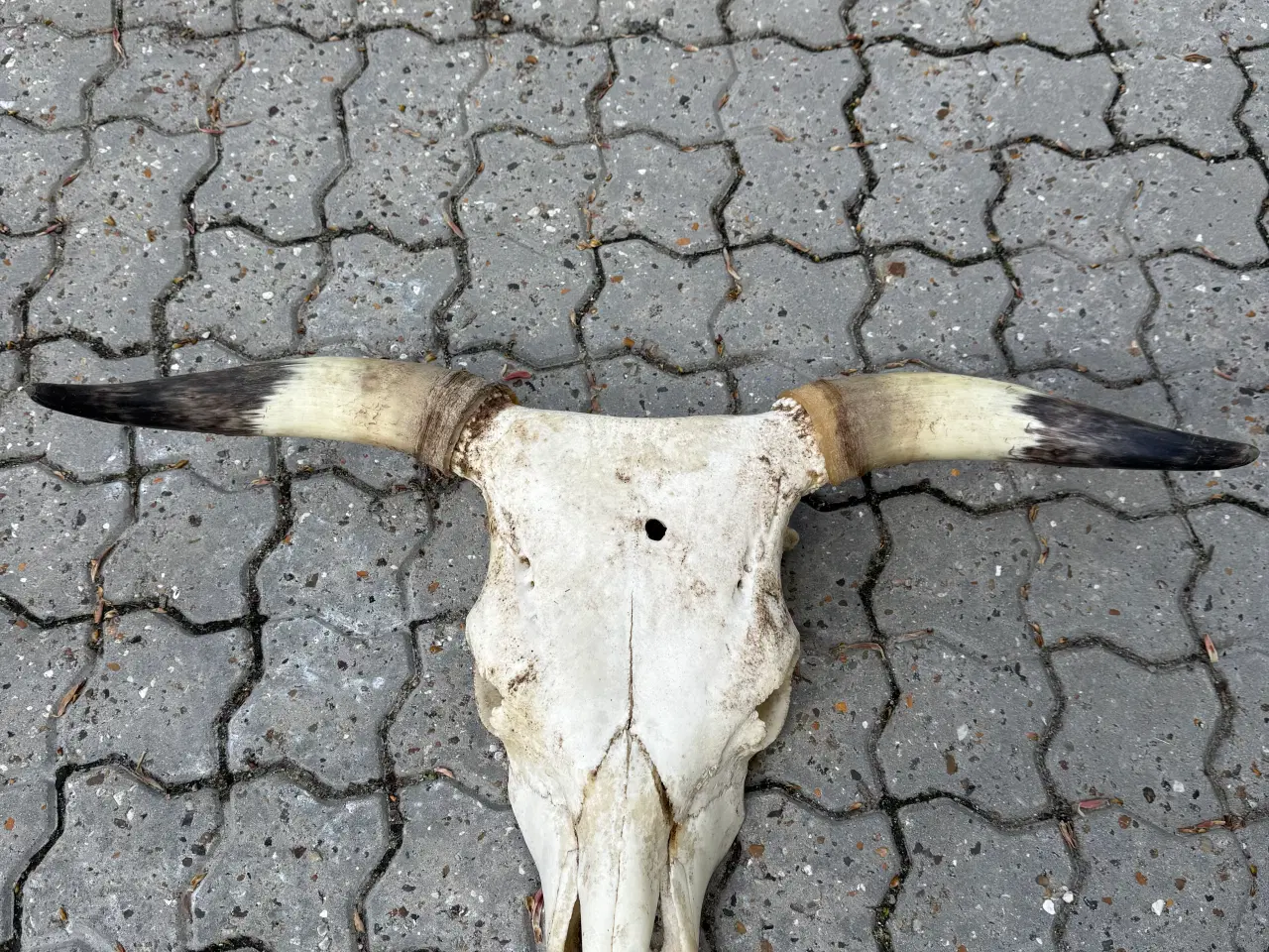 Billede 2 - Kranie med horn