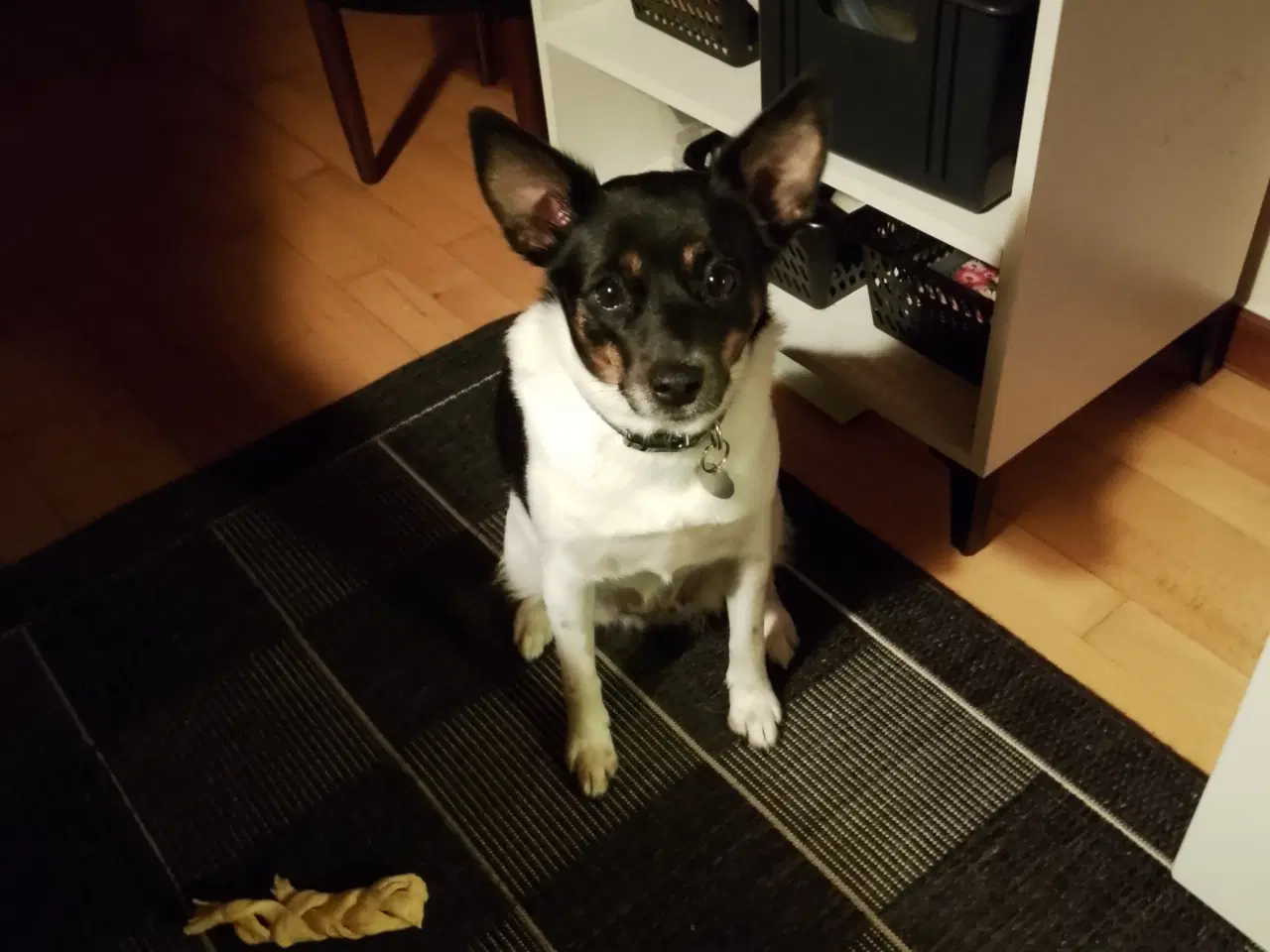 Billede 2 - Blandings hund