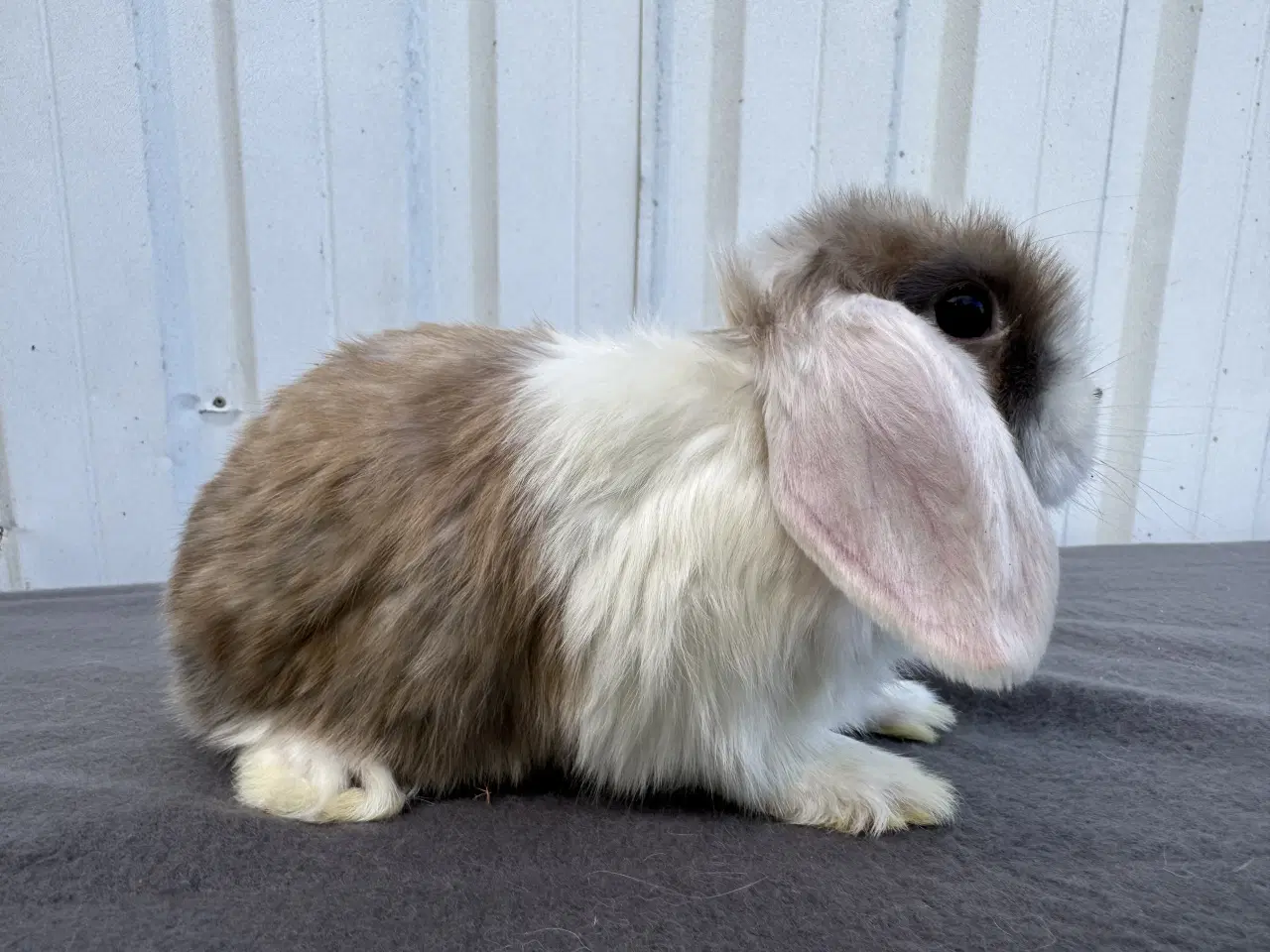 Billede 7 - Dværgvædder/Mini lop hunkanin 