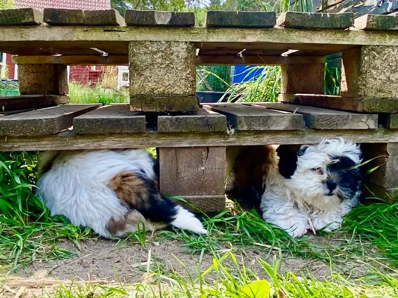 Billede 3 - Allergivenlig Shih Tzu hvalpe