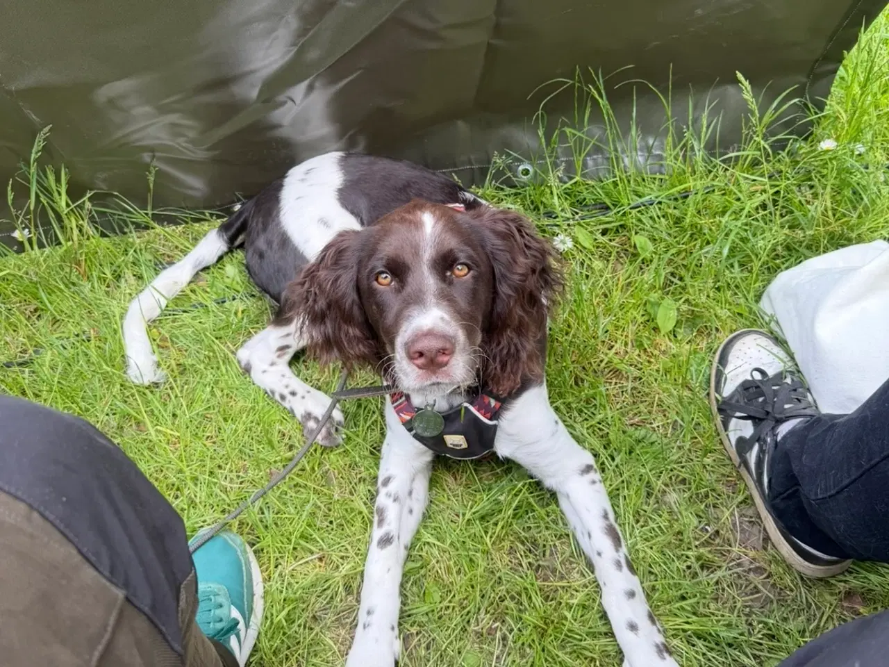 Billede 6 - Fantastisk hvalp på 11 mdr. søger sit sidste hjem