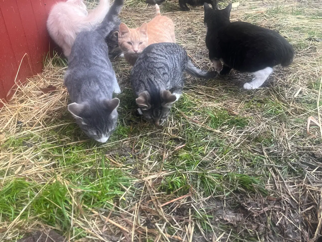 Billede 4 - Killinger søger gode hjem.