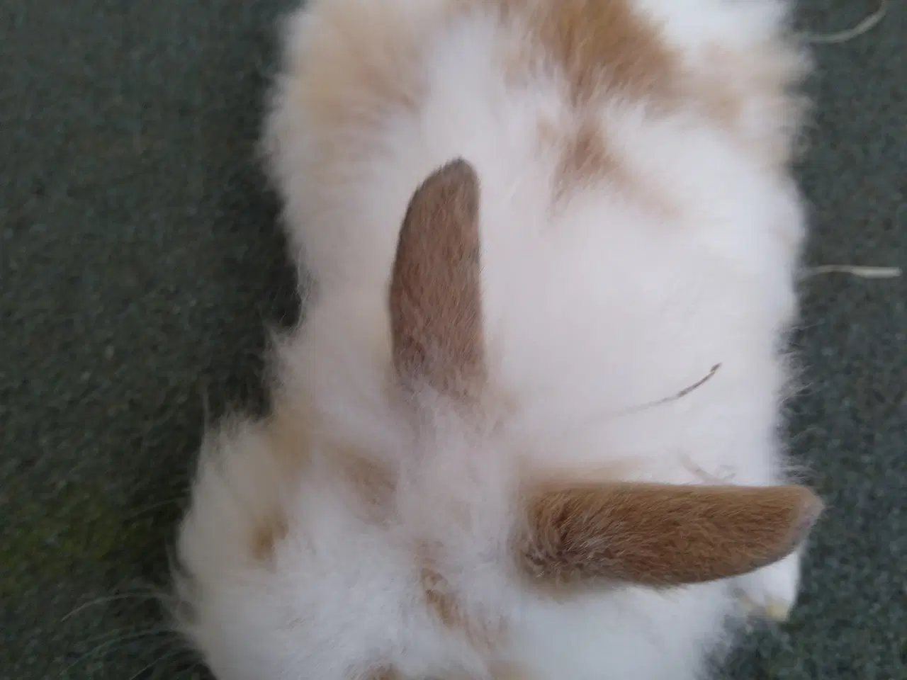 Billede 1 - Hun unger 8 uger Teddy Løvehoved 