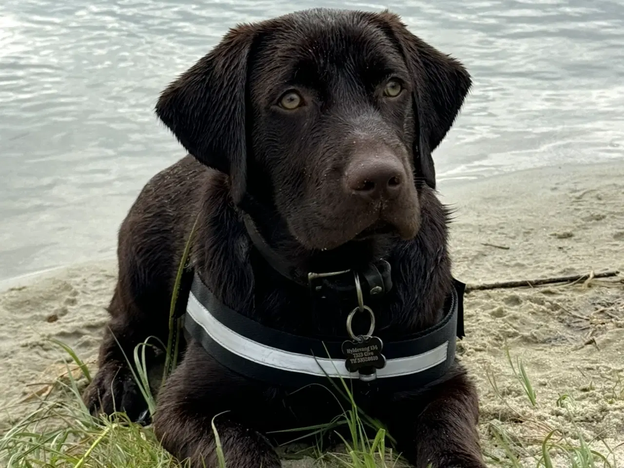 Billede 9 - Brun labrador 
