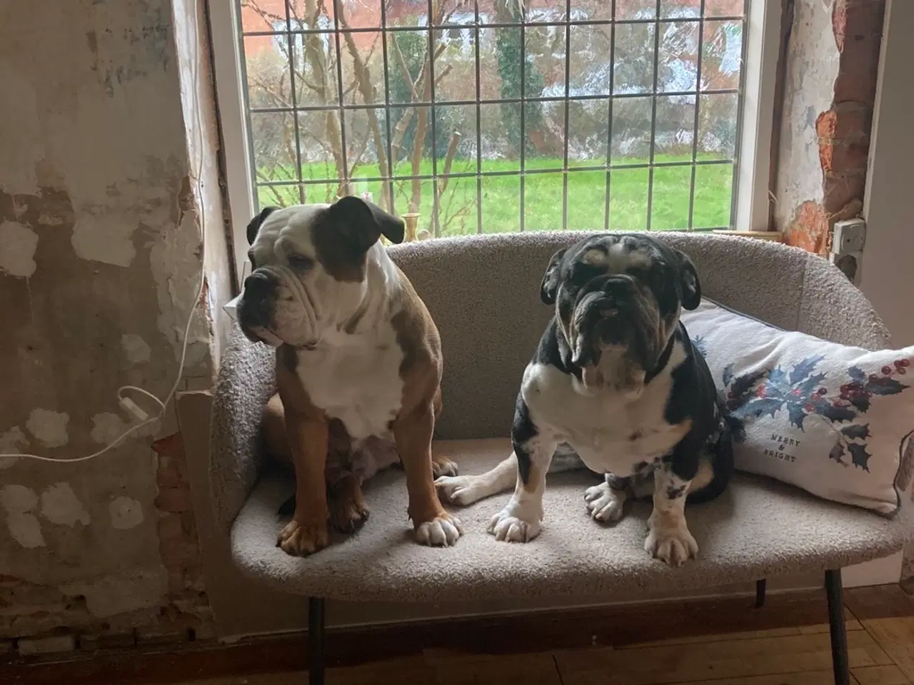 Billede 5 - OEB hvalp Merle med blå øjne 