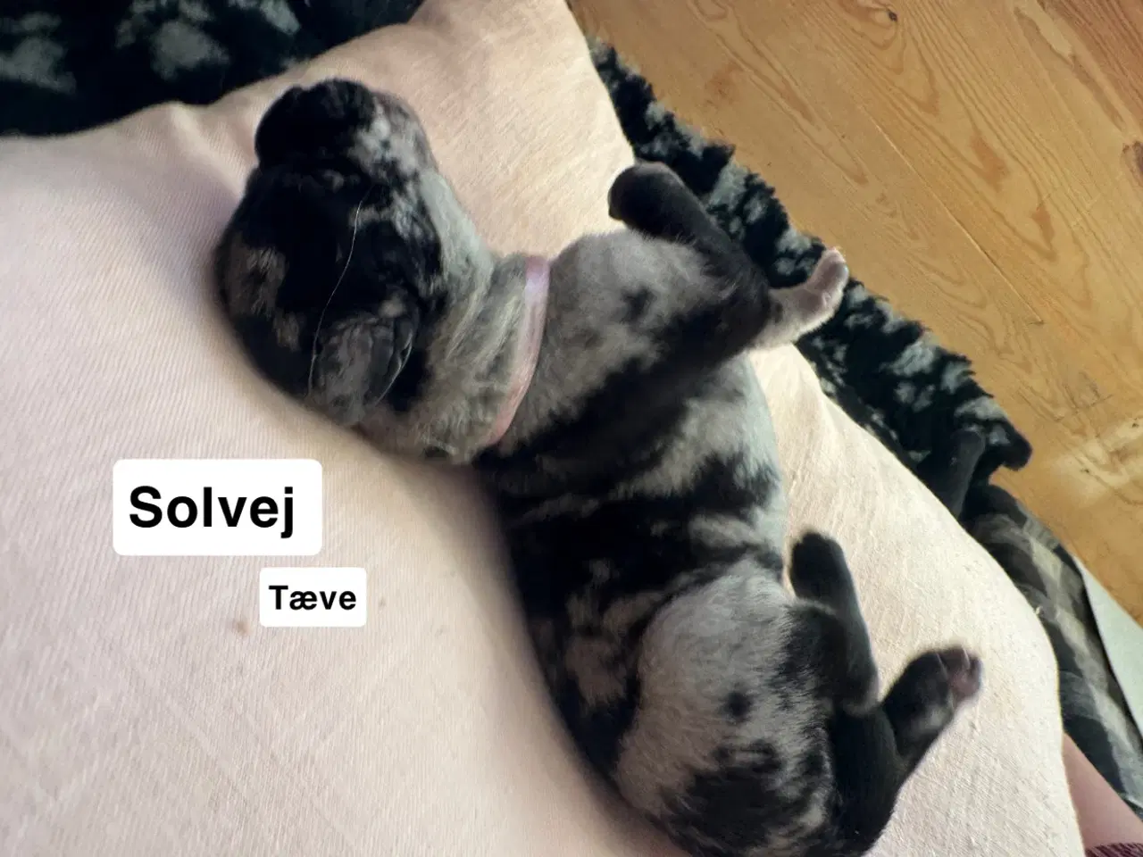 Billede 9 - Grand Danois hvalpe