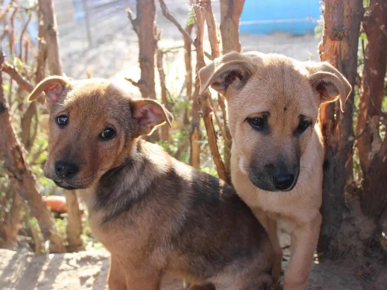 Billede 3 - Søde Dina leder efter sit 4-ever hjem 🏡💝