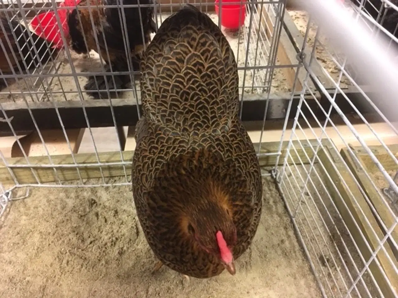 Billede 3 -  Wyandot Dværg Race