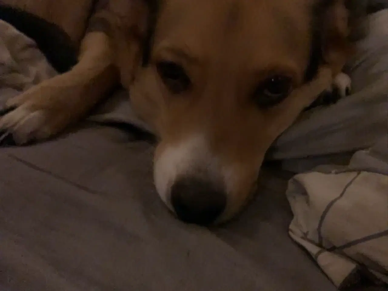 Billede 5 - Søger kærligt blivende hjem