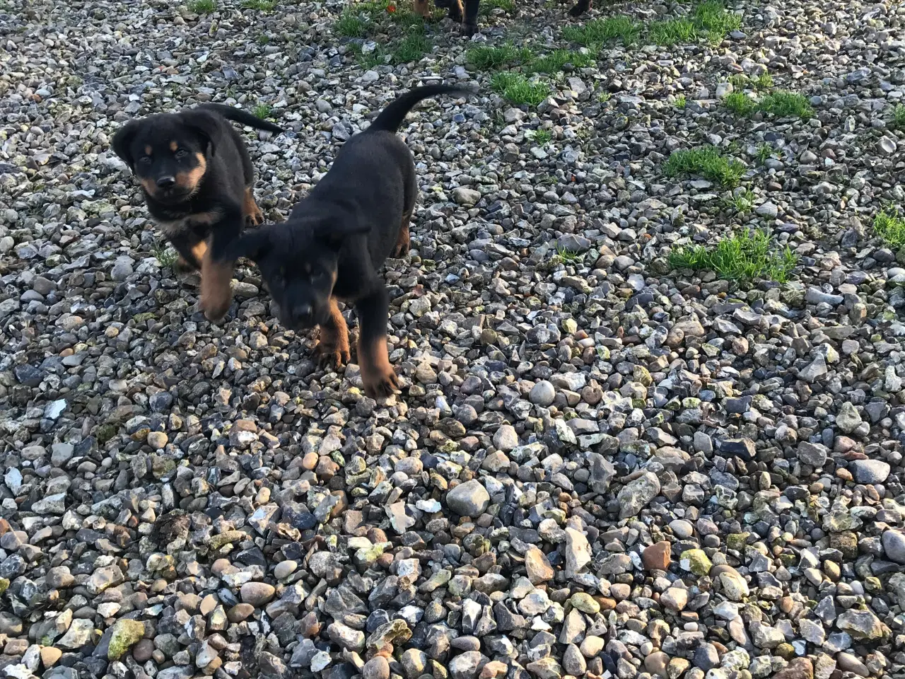 Billede 6 - Rottweiler/schæfer hvalpe