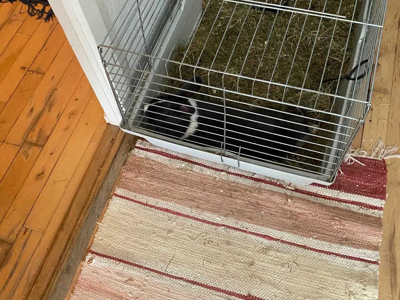 Billede 3 - Kanin til salg 