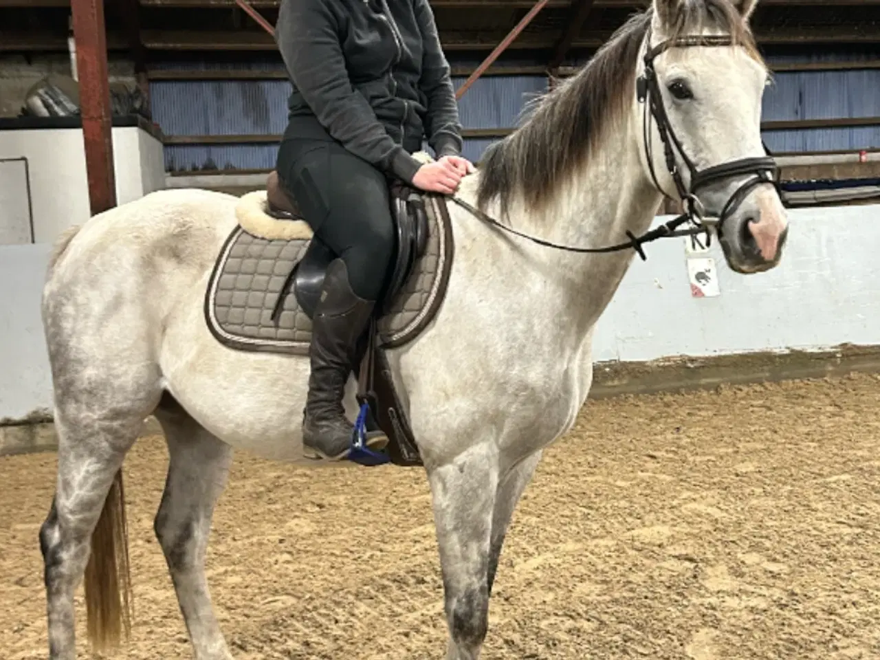 Billede 4 - Grå søger nyt hjem