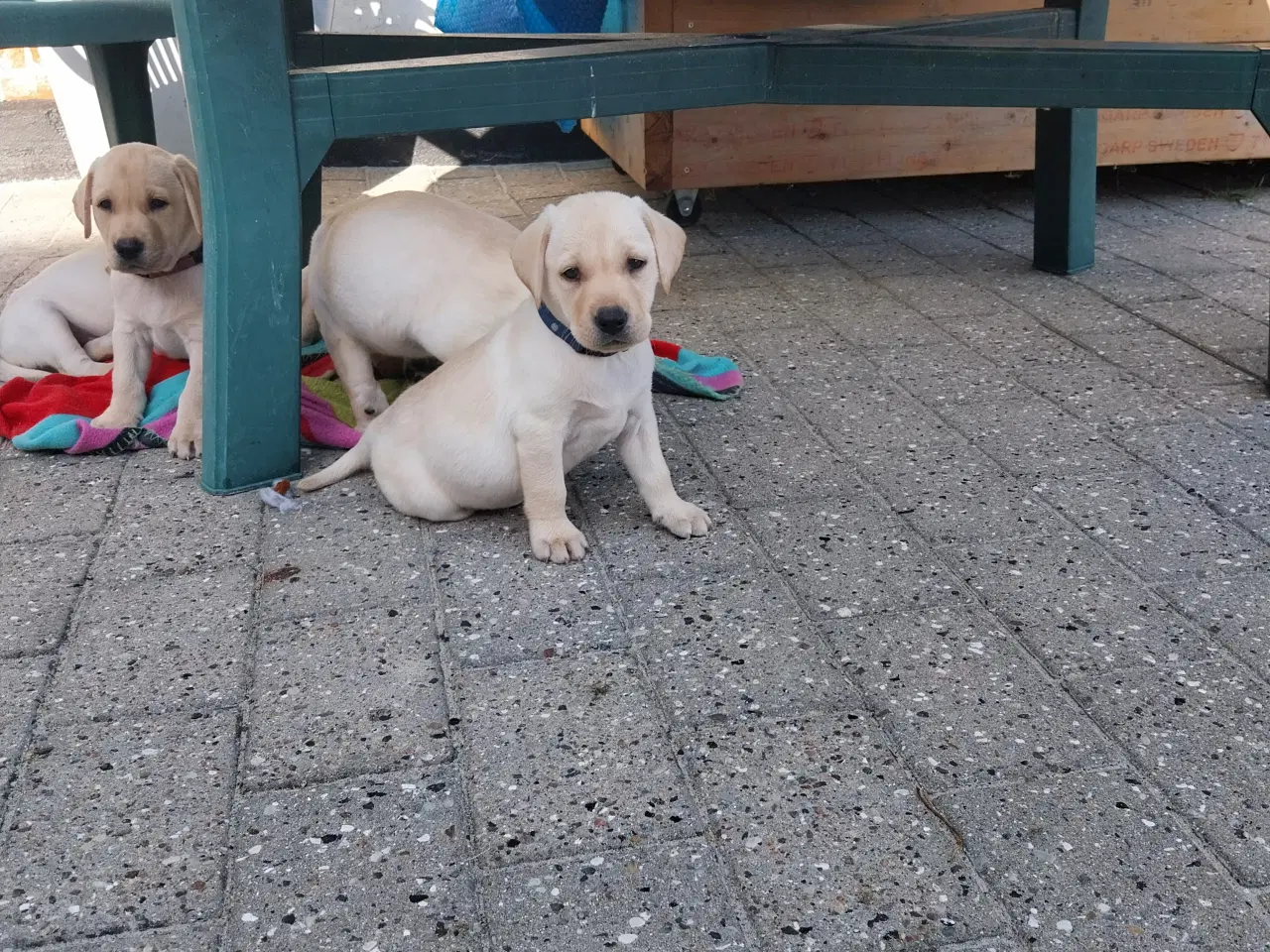 Billede 7 - Gule labrador hvalpe.